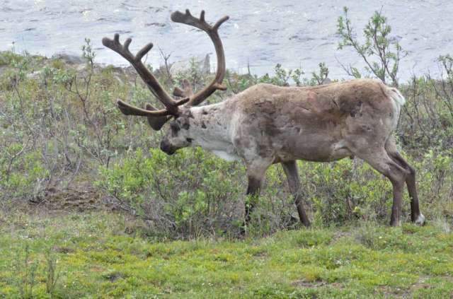 Caribou bull, antlers in velvet