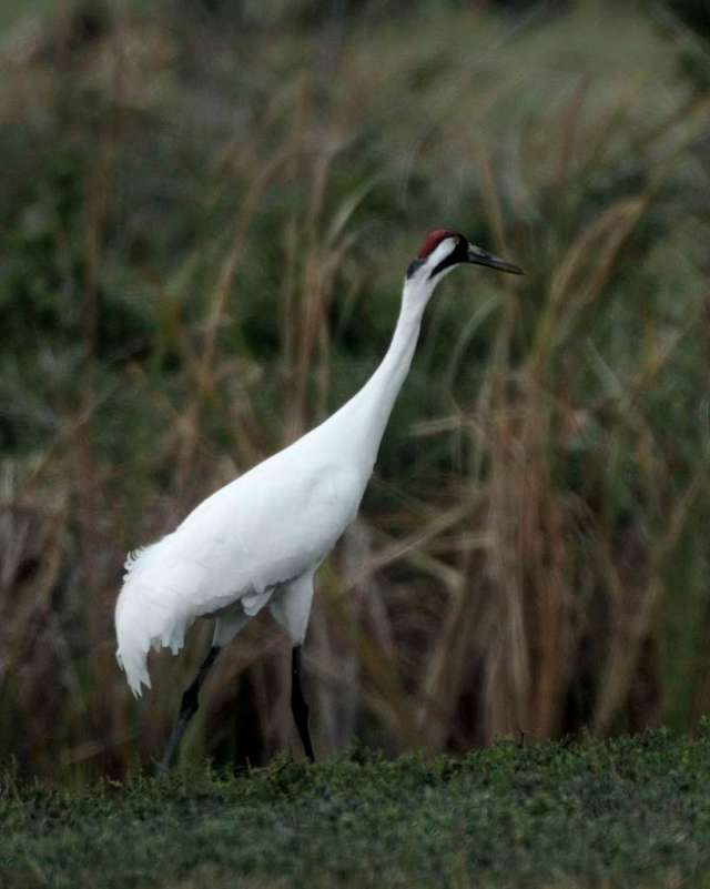 Mature whooping crane, imaged in Texas